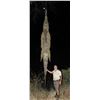 Image 2 : 5-Day Mozambique Crocodile Hunt for One (1) Hunter  & One (1) Non Hunter