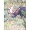 Image 2 : 2022 Wyoming Governor's Moose Tag