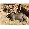 Image 2 : 2022 Utah Statewide Desert Bighorn Sheep Conservation Permit