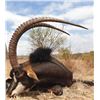 Image 2 : 6-Day South Africa Sable, Crocodile & Impala Hunt for Two (2) Hunters