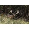 Image 2 : 5-Day Red Stag Hunt for Two (2) Hunters in Kaikoura, New Zealand