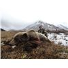 Image 2 : 2023 OR 2024 10 - DAY GRIZZLY HUNT IN THE YUKON