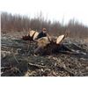 Image 2 : 2022 OR 2023 10 - DAY MOOSE HUNT IN THE YUKON