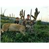 Image 2 : 2022 Arizona Special License - Mule Deer Tag