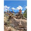 Image 2 : Trophy Coues Deer Hunt for 2 Hunters in Sonora Mexico