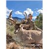Image 3 : Trophy Coues Deer Hunt for 2 Hunters in Sonora Mexico