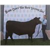 Image 1 : Morgan Friede