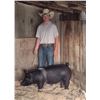 Image 1 : Kayden Green - Swine