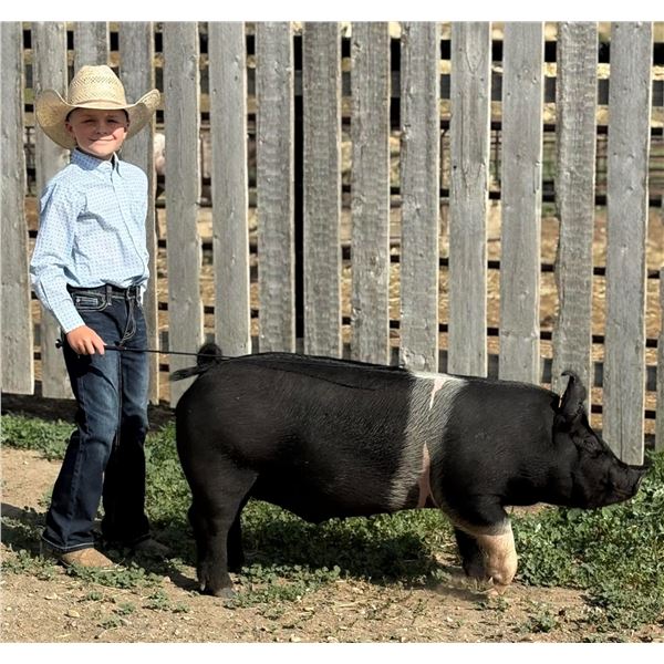 Rodee Anderson - Swine
