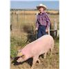 Image 1 : Trent Blunt - Swine