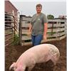 Image 1 : Trevor Knowles - Swine