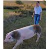 Image 1 : Erin Solberg - Swine
