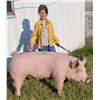 Image 1 : Kambyr Boardman - Swine