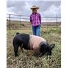 Image 1 : Kesi Salveson - Swine