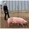 Image 1 : Seterah Pekovitch - Swine