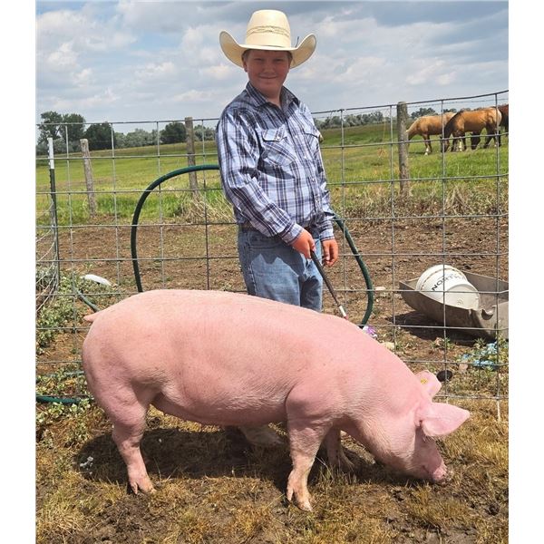 Austin Benson - Swine