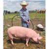Image 1 : Austin Benson - Swine