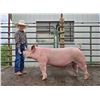 Image 1 : Wylie Pankratz - Swine