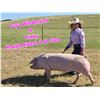 Image 1 : Taya Wiederrick - Swine