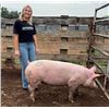 Image 1 : Brooklyn Knowles - Swine