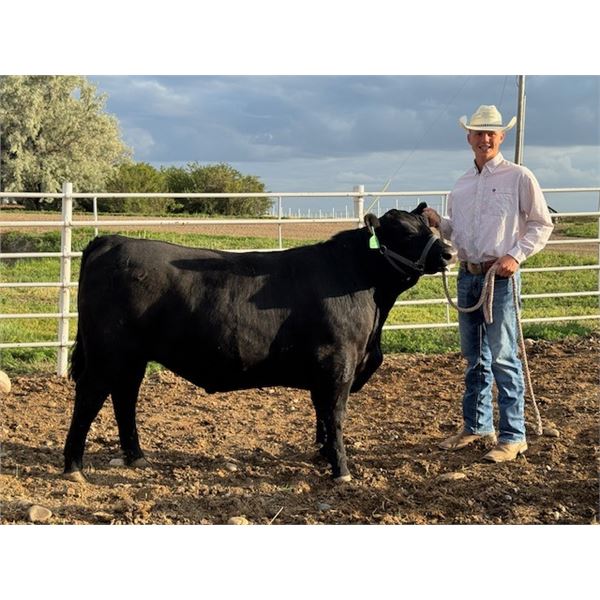 Regan Stuart - Beef
