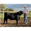 Image 1 : Regan Stuart - Beef