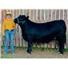 Image 1 : Shelbi LaBrie - Beef