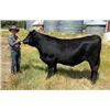 Image 1 : Ivan Taylor - Beef