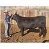 Image 1 : Renzey Raymond - Beef