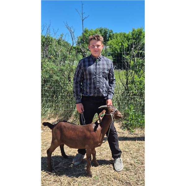 Alex Oshio - Red Ribbon Market Goat