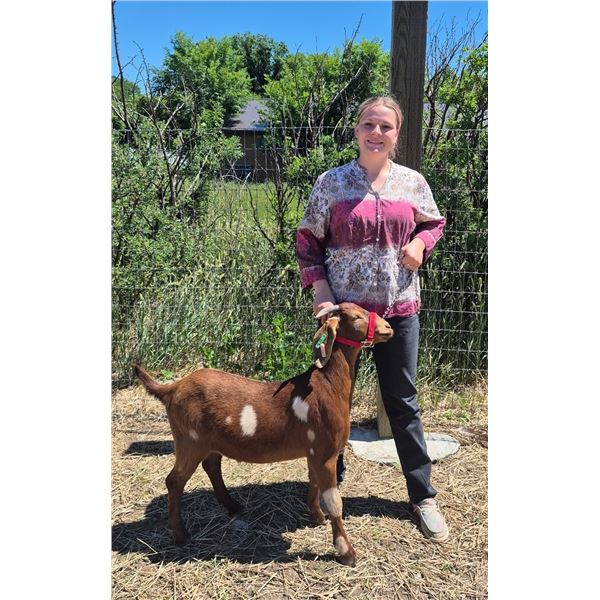 Gabe Oshio - Reserve Champion Market Goat