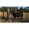Image 1 : Emree  Stuart - Blue Ribbon Market Beef