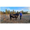 Image 1 : Macey  Lien  - Blue Ribbon Market Beef