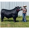 Image 1 : Aidree  Math - Grand Champion Market Beef