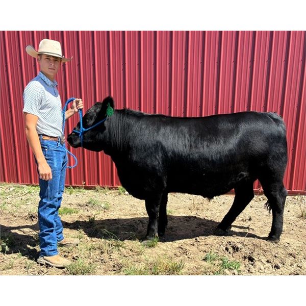 Thatcher Marquis - Blue Ribbon Market Beef