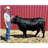 Image 1 : Thatcher Marquis - Blue Ribbon Market Beef