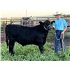 Image 1 : Steeler Blunt - Blue Ribbon Market Beef