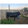 Image 1 : Kimber  Slade - Blue Ribbon Market Beef