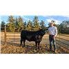 Image 1 : Regan  Stuart - Red Ribbon Market Beef