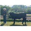 Image 1 : Traxton  Simanton  - Red Ribbon Market Beef