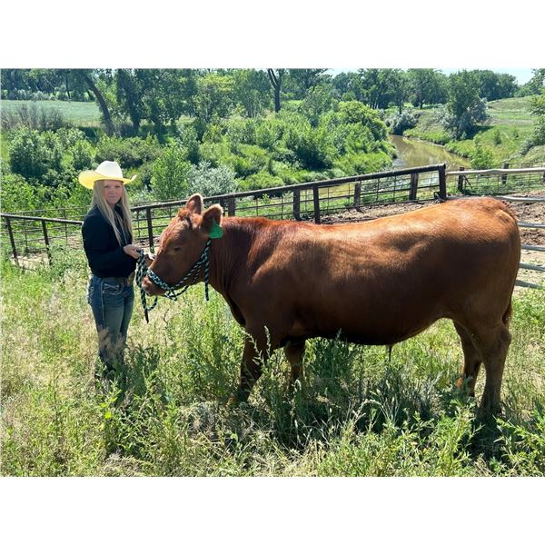 Riya  Salveson - Red Ribbon Market Beef