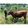 Image 1 : Riya  Salveson - Red Ribbon Market Beef
