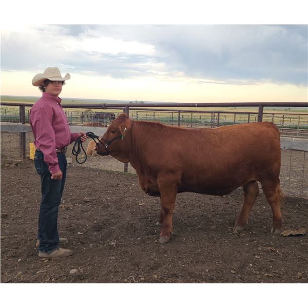 Beau Merriman - Red Ribbon Market Beef