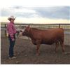 Image 1 : Beau Merriman - Red Ribbon Market Beef