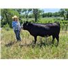 Image 1 : Mackenzie  Witmer  - Red Ribbon Market Beef