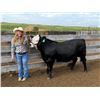 Image 1 : Kennedy  Simonson - Red Ribbon Market Beef