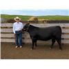 Image 1 : Samuel  Simonson - Red Ribbon Market Beef