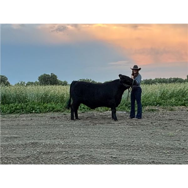 Shaylee  Hines - Red Ribbon Market Beef