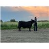 Image 1 : Shaylee  Hines - Red Ribbon Market Beef