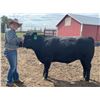 Image 1 : Everett  Blunt - Red Ribbon Market Beef